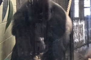 Gorilla iz londonskog zoolaka provalila se u grad